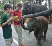 The Kids Feeding The Elephants